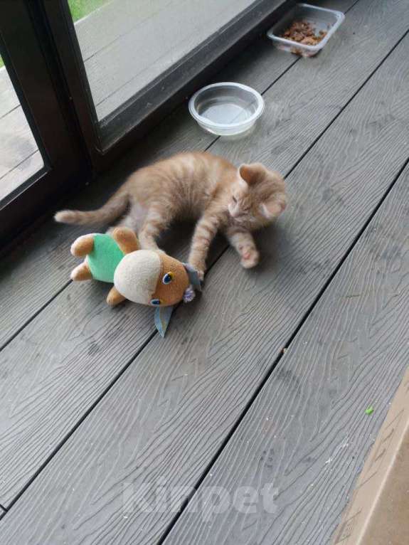 Кошки в Одинцово: Рыжий котенок солнечный Лучик  ищет дом! Мальчик, Бесплатно - фото 5