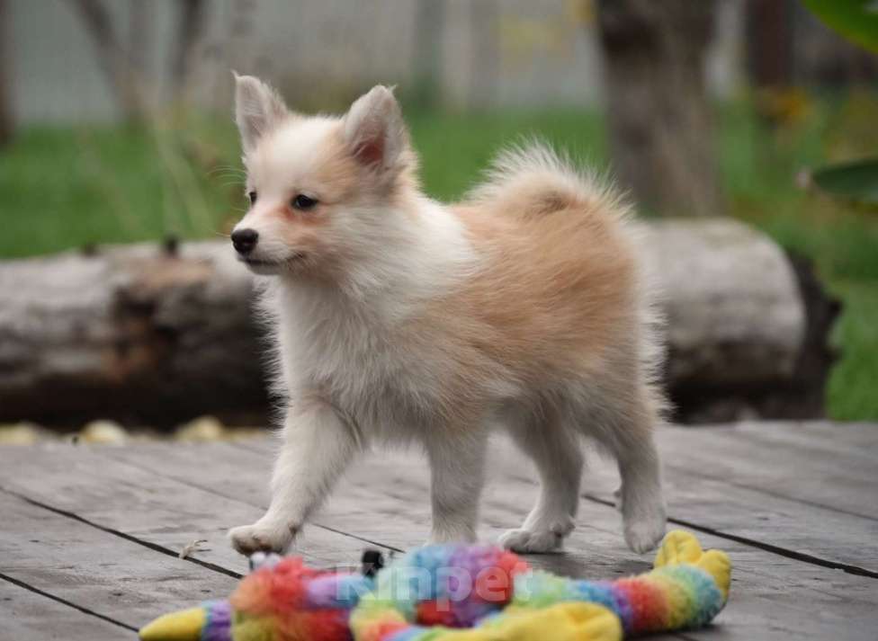 Собаки в Москве: Ненецкая оленегонная лайка, кобель Жиган. Мальчик, 60 000 руб. - фото 2