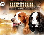 Собаки в Санкт-Петербурге: продается щенок русского охотничьего спаниеля Мальчик, 50 000 руб. - фото 1