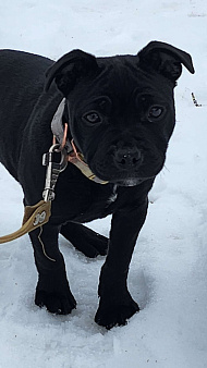 Стаффорлширский бультерьер