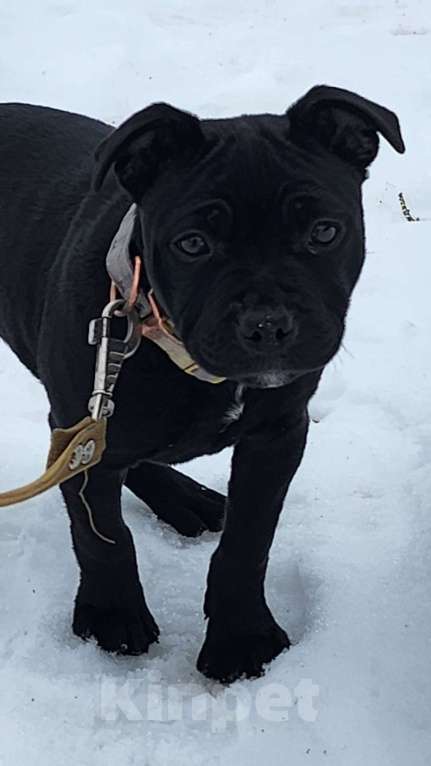 Собаки в Туле: Стаффорлширский бультерьер Девочка, 50 000 руб. - фото 1
