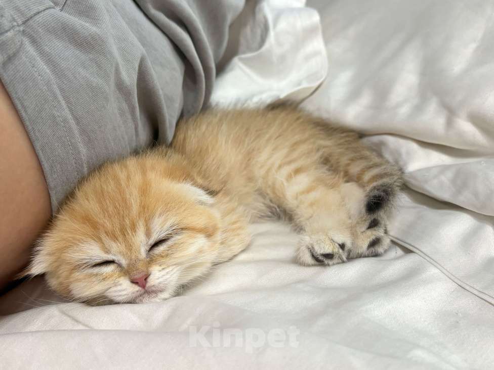Кошки в Москве: Шотландский вислоухий котёнок  Девочка, 20 000 руб. - фото 1