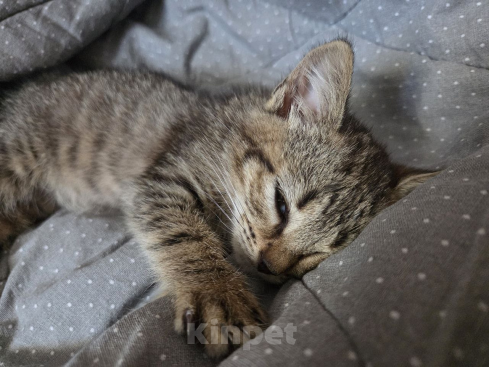 Кошки в Нальчике: Отдам малышку в добрые руки Девочка, Бесплатно - фото 1