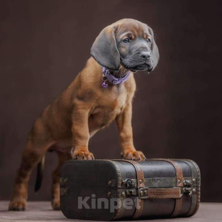 Собаки в Мурином: Щенки баварской гончей Мальчик, 100 000 руб. - фото 6