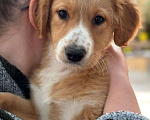 Собаки в Краснодаре: Щеночек Мальчик, Бесплатно - фото 3
