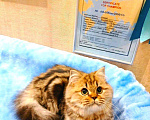 Кошки в Ливны: Шедевральные Шотландские котята, Хайленд Страйт, 19 900 руб. - фото 3