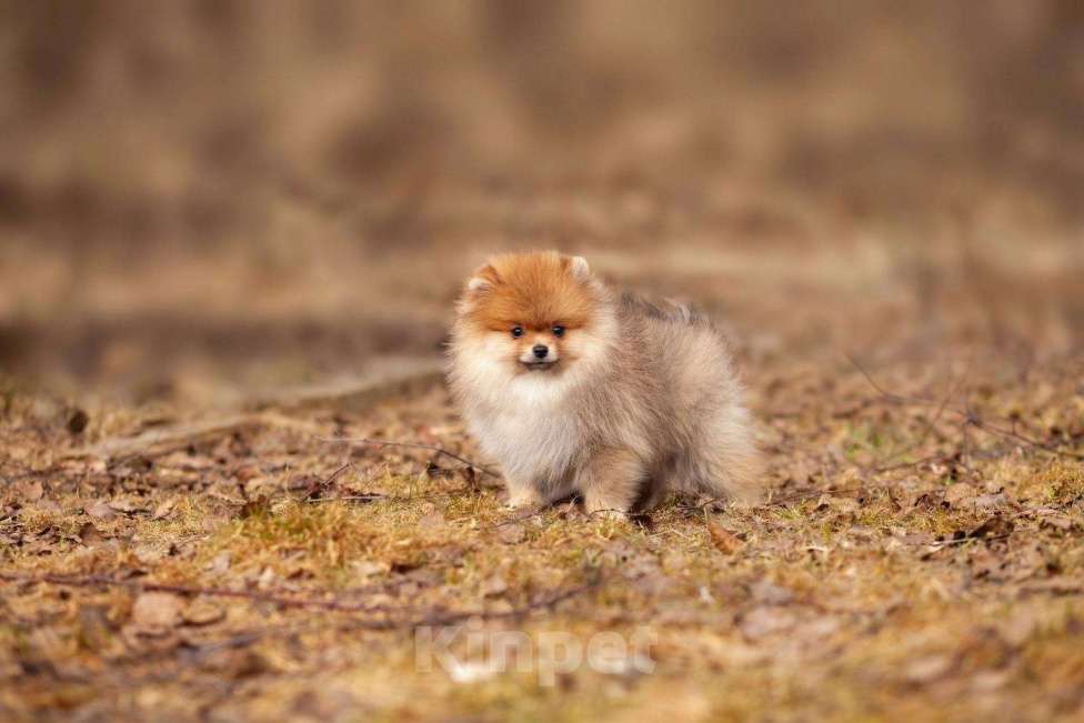 Собаки в других городах Московской области: Щенок померанского шпица Мальчик, 35 000 руб. - фото 3