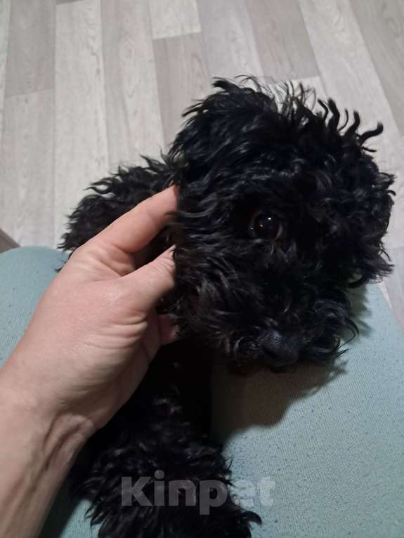 Собаки в Брянске: Продажа Девочка, Бесплатно - фото 2