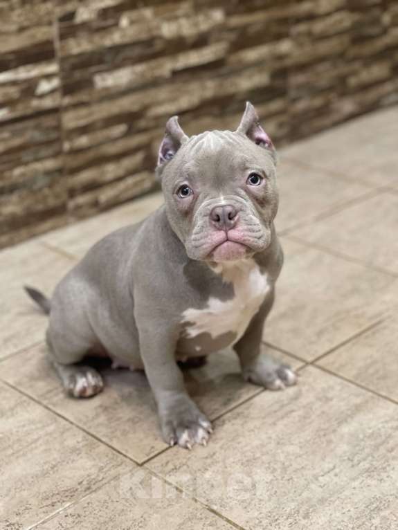 Собаки в Санкт-Петербурге: Лиловая булочка Девочка, Бесплатно - фото 1