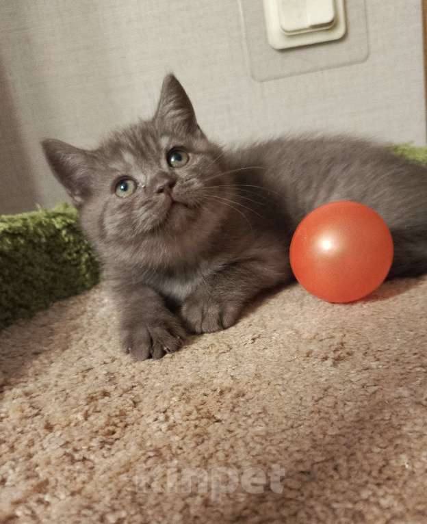 Кошки в Всеволожске: Британский шоколад малыш Мальчик, 18 000 руб. - фото 2