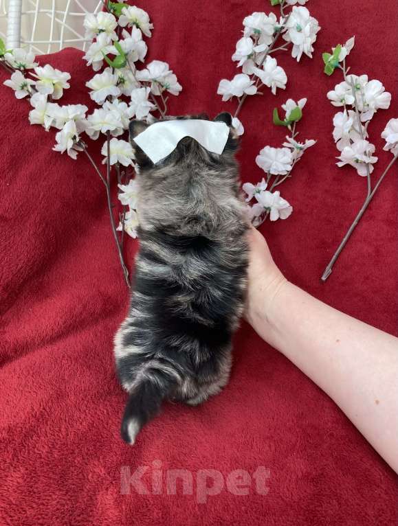 Собаки в Москве: Йорк с двумя голубыми глазами мальчик блю мерле Мальчик, 120 000 руб. - фото 10