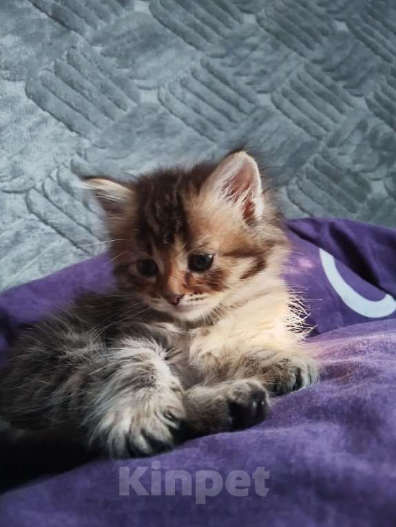 Кошки в Омске: Породистый сибирский котёнок Мия  Девочка, 10 000 руб. - фото 7