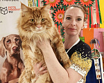 Кошки в Москве: Коты Мейн-Кун на вязку Мальчик, 5 000 руб. - фото 7