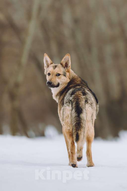 Собаки в Москве: Собака в добрые руки Мальчик, Бесплатно - фото 3