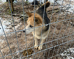 Собаки в Москве: Коржик-хаски-Овчаренок 3в1 Мальчик, Бесплатно - фото 2