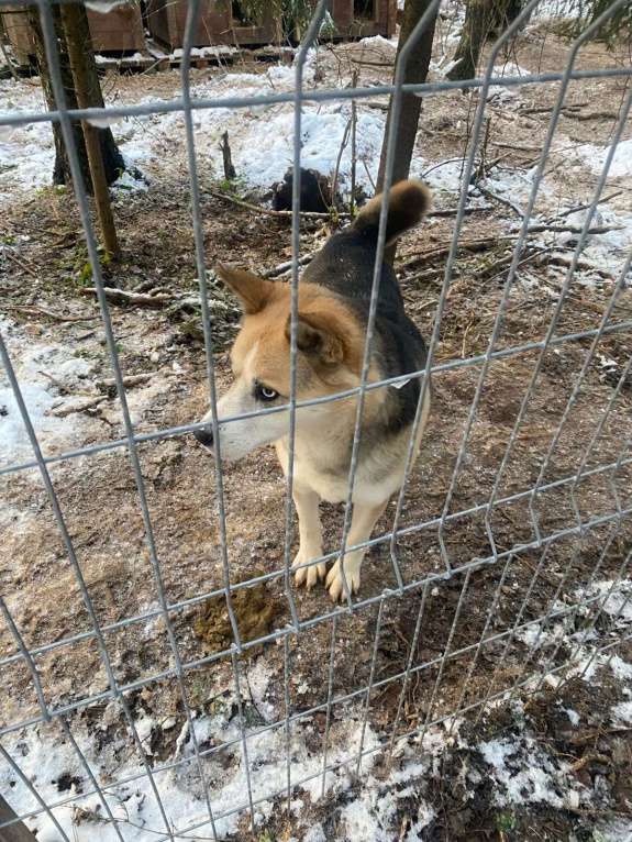 Собаки в Москве: Коржик-хаски-Овчаренок 3в1 Мальчик, Бесплатно - фото 2