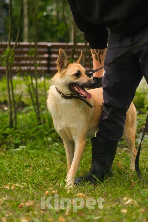 Собаки в Санкт-Петербурге: Собаки из приюта: смышлёная Катрин Девочка, Бесплатно - фото 8