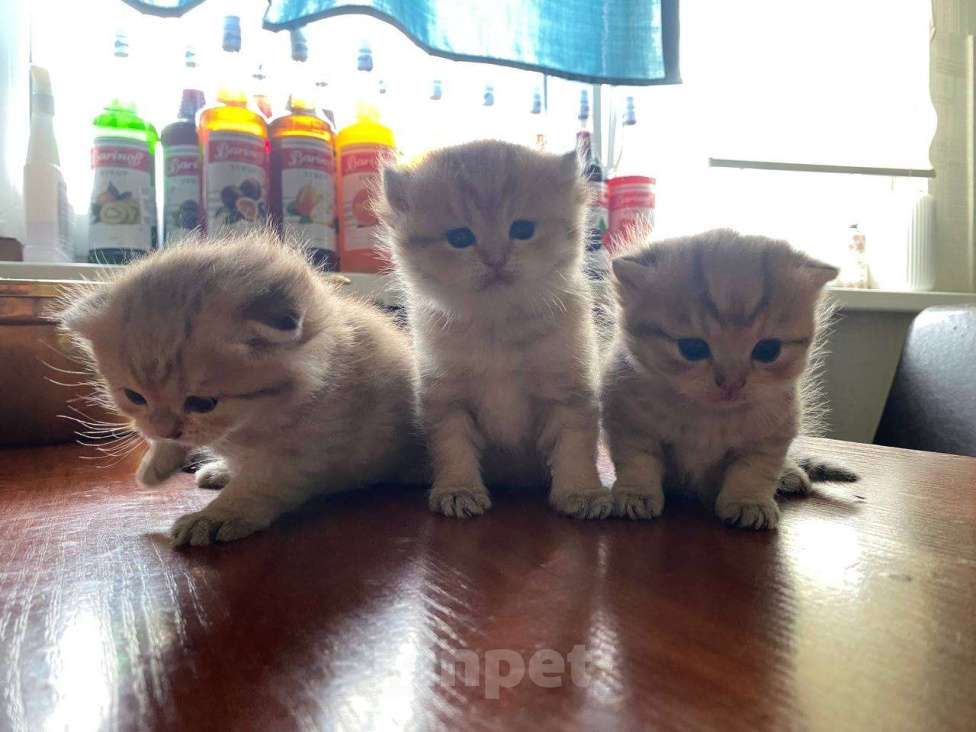Кошки в Москве: Котята вислоухой золотистой шиншиллы  Мальчик, 30 000 руб. - фото 2
