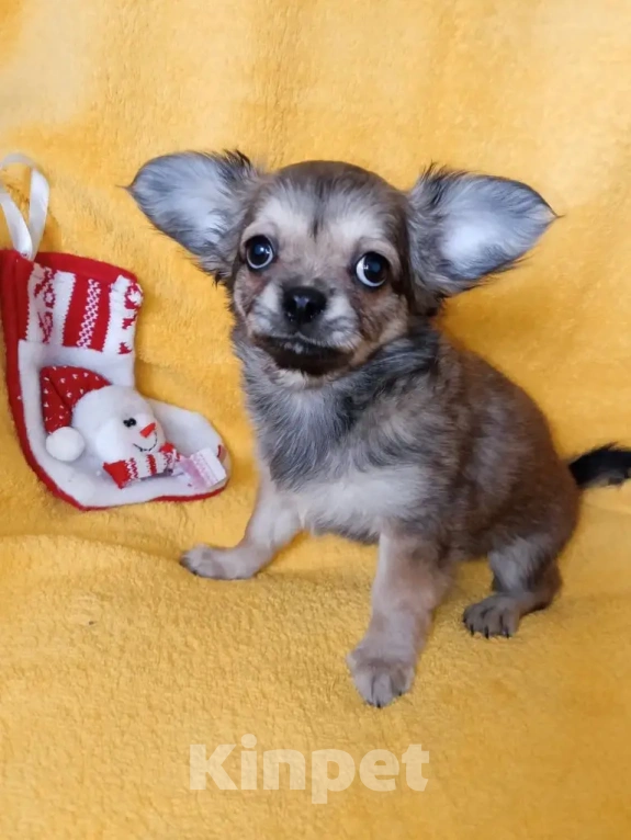 Собаки в Волгограде: Девочка соболиного окраса Девочка, 40 000 руб. - фото 2