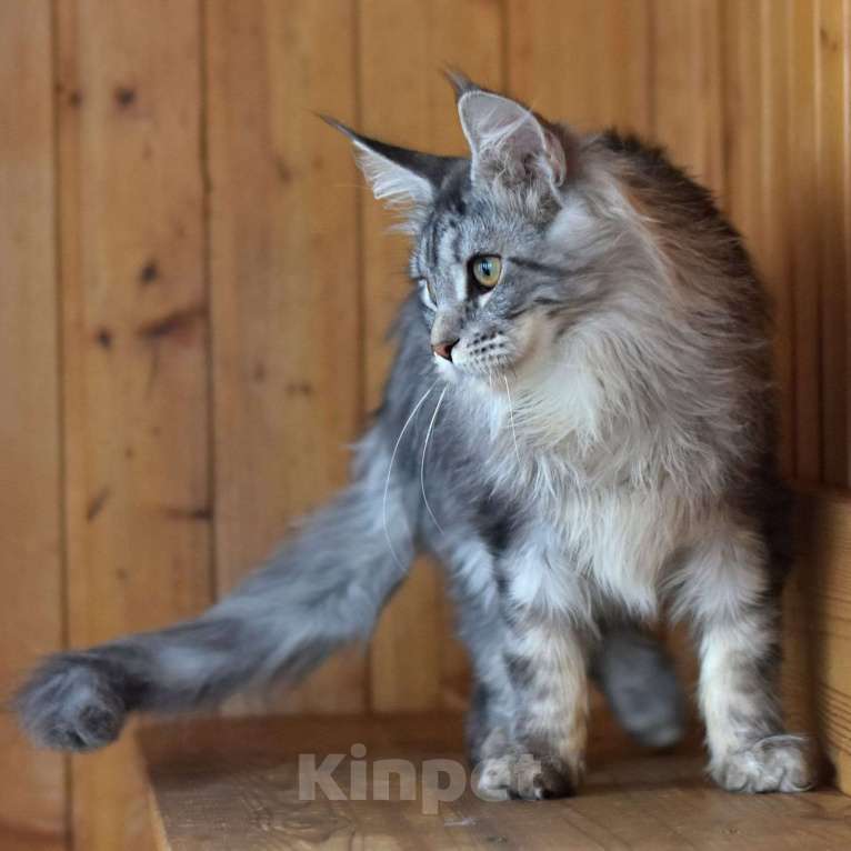 Кошки в Москве: Котенок 4 Мальчик, 1 руб. - фото 6