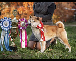 Собаки в Пушкино: Бронирование щенков СИБА - ИНУ Девочка, 50 000 руб. - фото 2