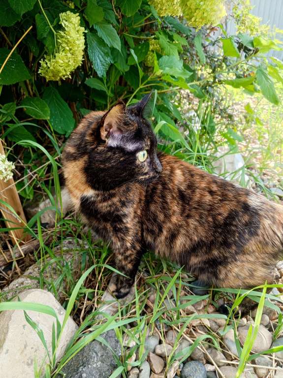 Кошки в Казани: Кошечку в добрые руки! Срочно! 🙏 Девочка, Бесплатно - фото 3