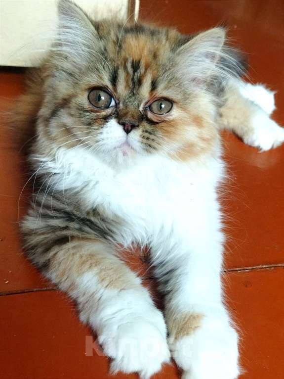 Кошки в Санкт-Петербурге: Яркая черепашка Девочка, 15 000 руб. - фото 3