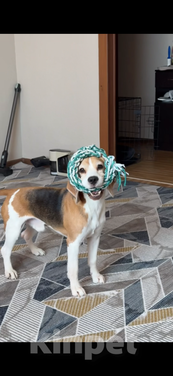 Собаки в Нижнекамске: Бигль 4 года Девочка, 15 000 руб. - фото 2