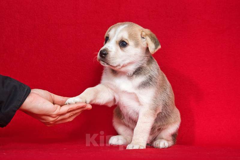 Собаки в Москве: Щенки от лабрадора и БШО в добрые руки Мальчик, 1 руб. - фото 3