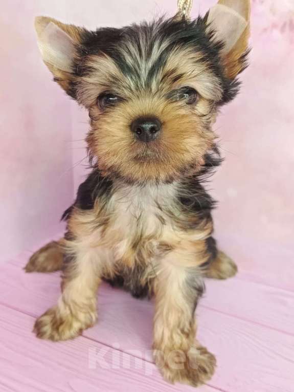 Собаки в других городах Московской области: Лëня Мальчик, 45 000 руб. - фото 1