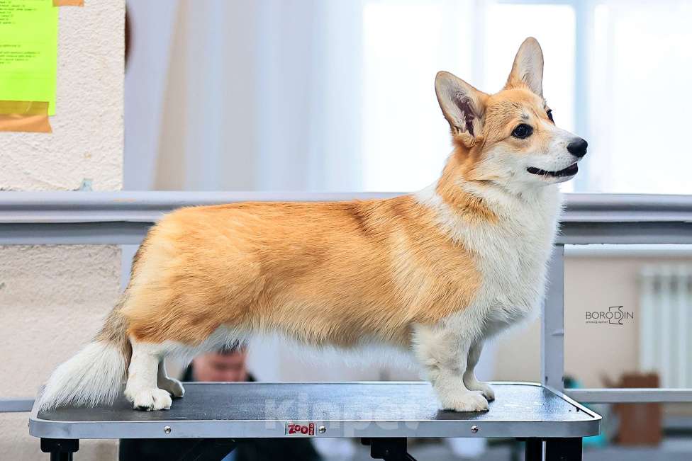 Собаки в Новосибирске: Щенки вельш-корги пемброк Девочка, 65 000 руб. - фото 3