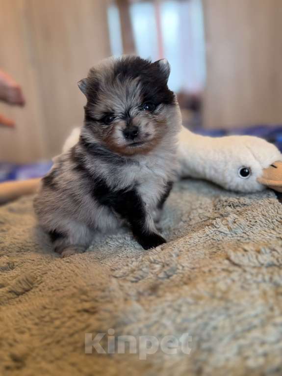 Собаки в других городах Московской области: Мерле шпиц Мальчик, 60 000 руб. - фото 5