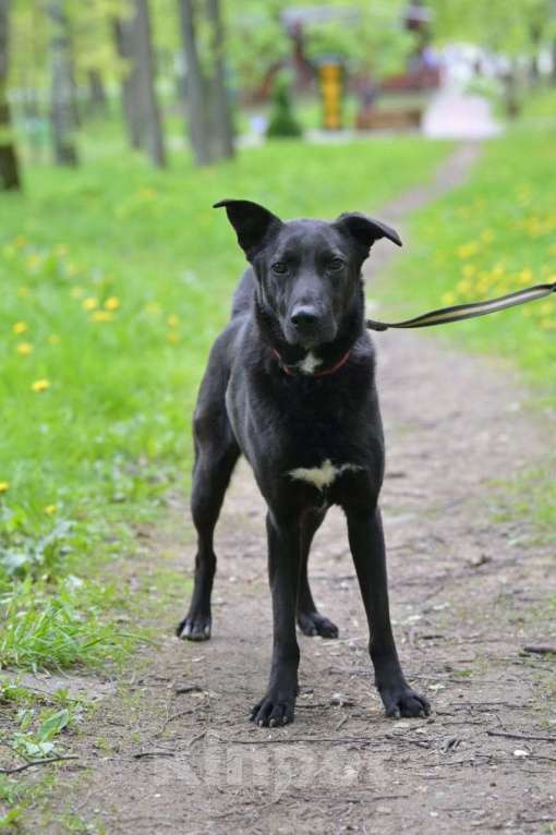 Собаки в Красногорске: Потрясающий Кинг ждёт хозяина в приюте  Мальчик, Бесплатно - фото 2