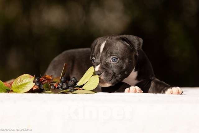 Собаки в других городах Московской области: Мальчик булли черный Мальчик, 130 000 руб. - фото 2