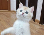 Кошки в Москве: Британская золотая шиншилла кошечка Девочка, 50 000 руб. - фото 2