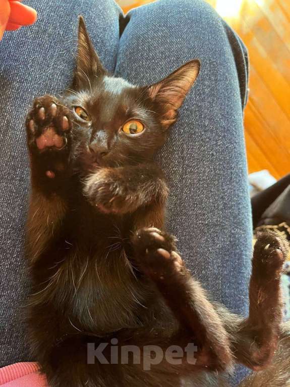 Кошки в Москве: котята в добрые руки  Мальчик, Бесплатно - фото 2