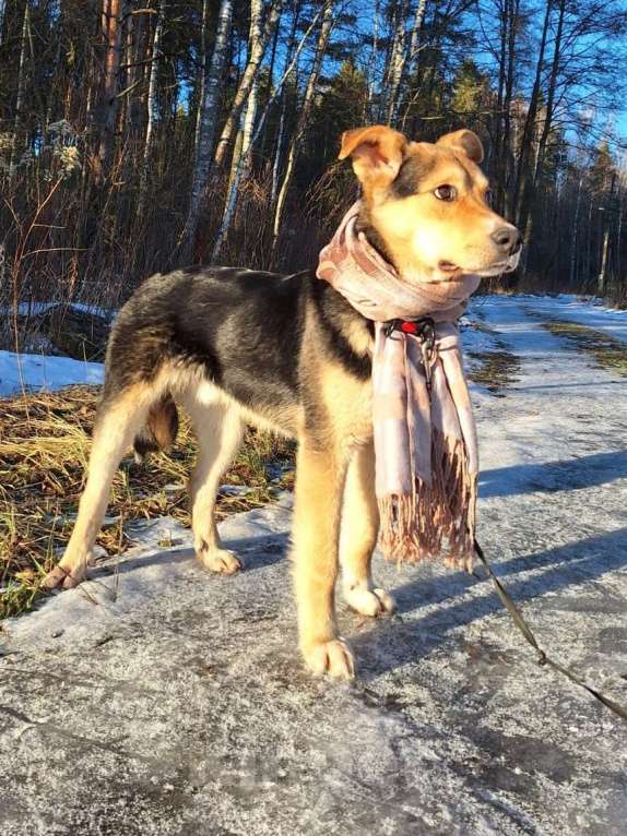 Собаки в других городах Московской области: Щенок в добрые руки  Мальчик, Бесплатно - фото 8