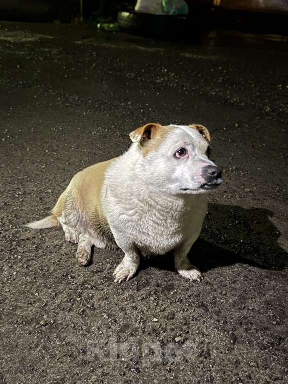 Собаки в Ростове-на-Дону: Пропала собака!!! Мальчик, Бесплатно - фото 1