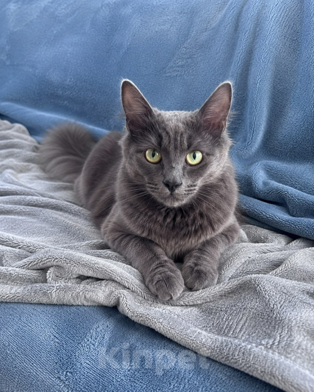 Кошки в Москве: Нибелунг в добрые руки Мальчик, Бесплатно - фото 2