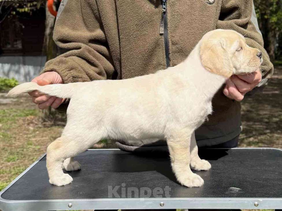 Собаки в Москве: Лабрадор щенок палевый девочка Девочка, 70 000 руб. - фото 4
