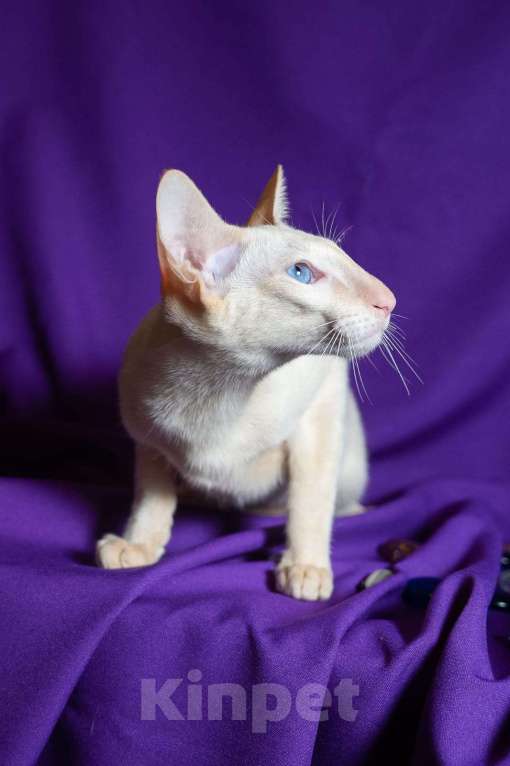 Кошки в Москве: Ориентальные котята Мальчик, Бесплатно - фото 3