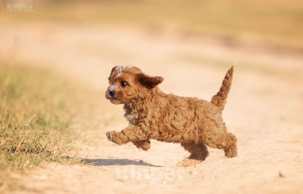 Собаки в Москве: Щенок КАВАПУ  от заводчика Девочка, Бесплатно - фото 3
