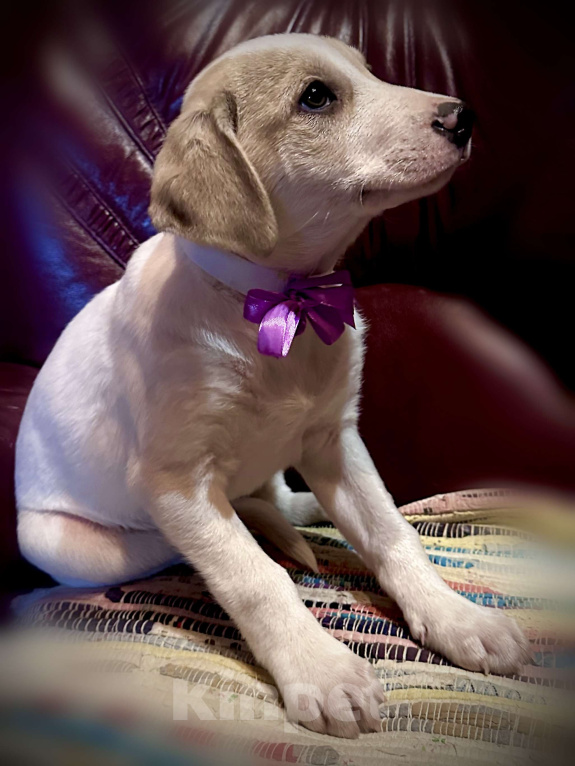 Собаки в Раменском: Вишня ищет любящую семью Девочка, 1 руб. - фото 6