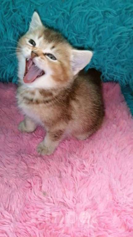 Кошки в Москве: Шотландские котята шиншилла  Девочка, 20 000 руб. - фото 6