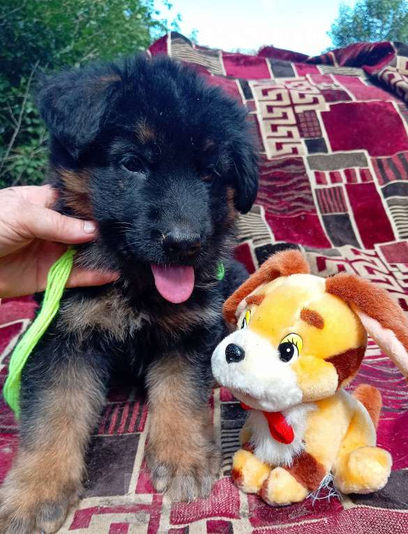 Собаки в Кинешме: Щенки немецкой овчарки( кобели)  Мальчик, 20 000 руб. - фото 2