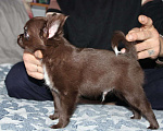 Собаки в Армавире: Шоколадный парень Мальчик, 25 000 руб. - фото 2