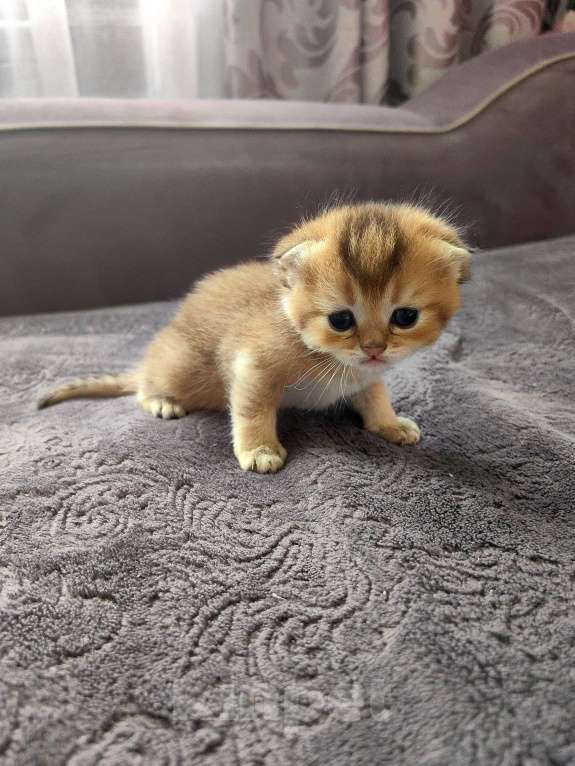 Кошки в Сочи: Шотландский вислоухий котёнок Мальчик, 15 000 руб. - фото 3