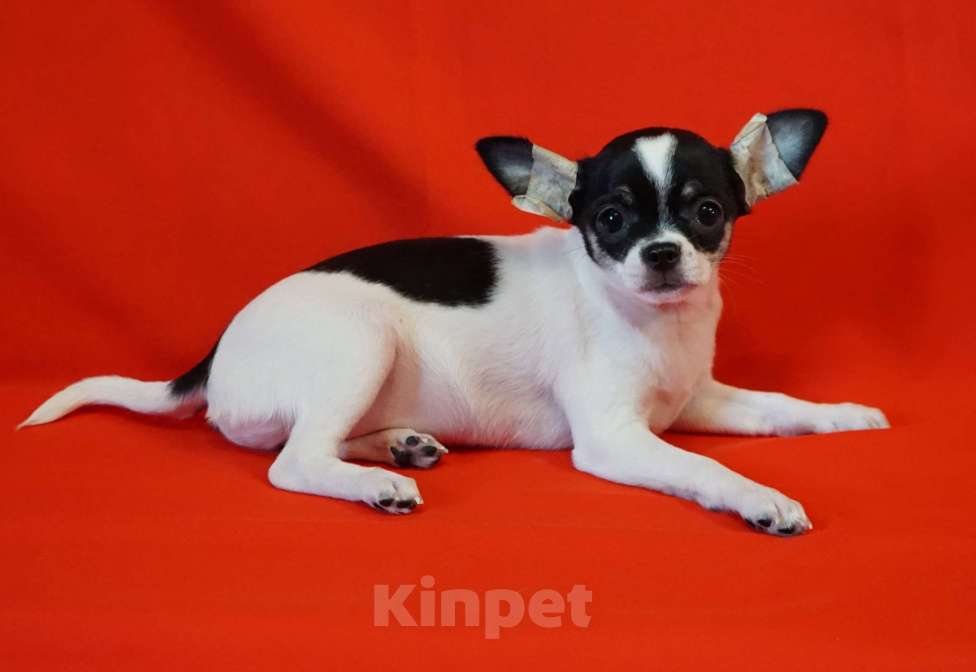 Собаки в Кудрово: Бело- черная девочка Девочка, 60 000 руб. - фото 1