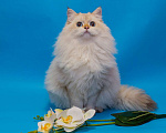 Кошки в Симферополе: Золотая шиншилла-пойнт Мальчик, 50 000 руб. - фото 2