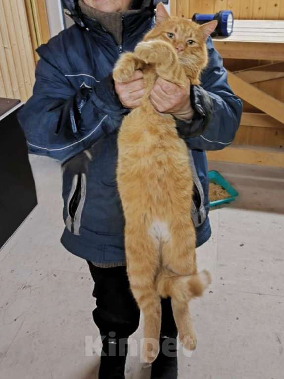 Кошки в Санкт-Петербурге: Рыжий кот в добрые руки Мальчик, Бесплатно - фото 2
